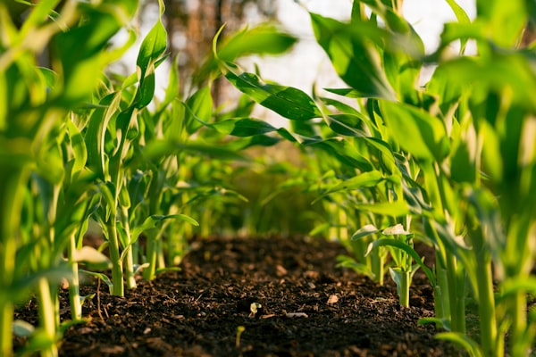Small farmer in field