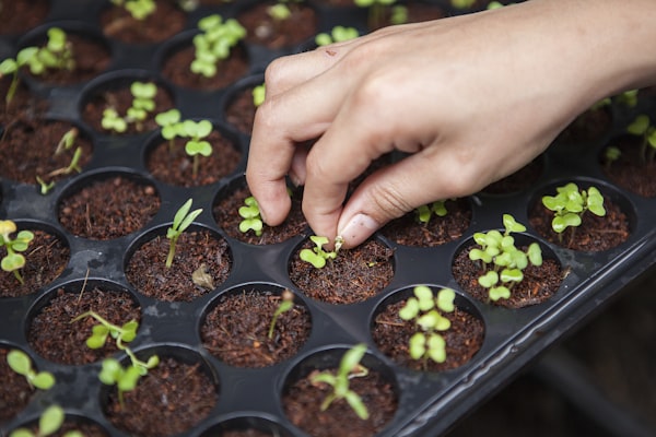 Healthy crops and fertile farmland